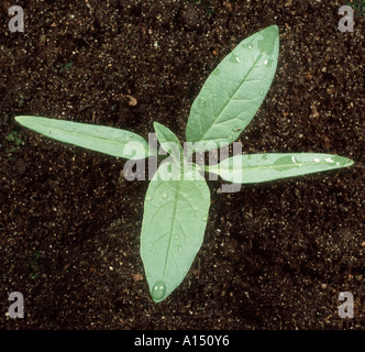 Thorn Datura stramonium apple avec deux vraies feuilles des plantules Banque D'Images
