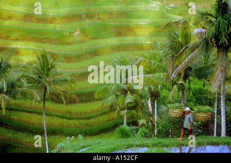 Les Rizières en terrasses à Tegallalang, Centre de Bali (Indonésie) Banque D'Images