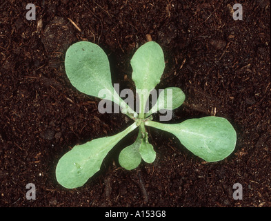 Bon hawksbeard (Crepis capillaris) plante avec des semis cotylédons & 4-5 vraies feuilles Banque D'Images