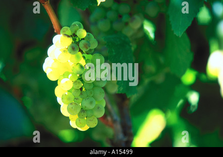 La vie encore d'une grappe de raisin blanc éclairé par le soleil Banque D'Images