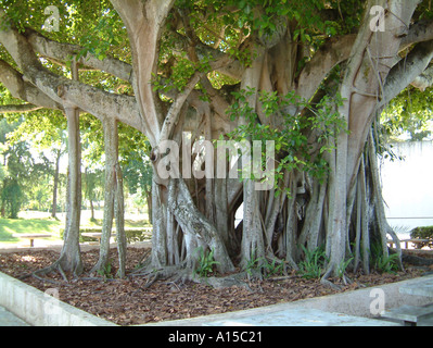 Figuier massif de Moreton Bay (Ficus macrophylla) dans un parc public, Miami, Floride, États-Unis Banque D'Images