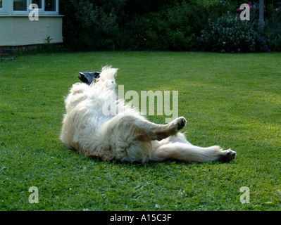 Golden Retriever dog Banque D'Images