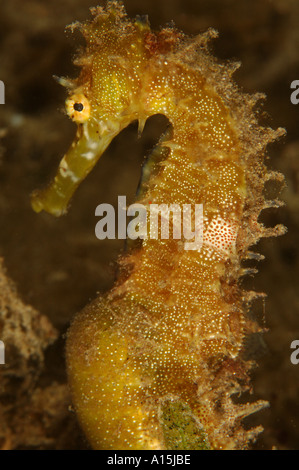 Hommes enceintes hippocampes Hippocampus jayakari épineux Banque D'Images