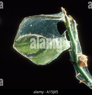 Tétranyque à deux points Tetranychus urticae toile sur les feuilles de rose Banque D'Images