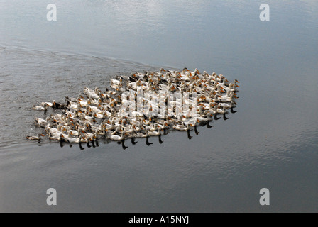 Le centre du Vietnam canards Banque D'Images