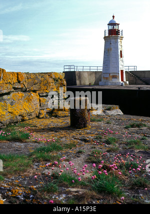 dh LYBSTER CAITHNESS Phare thrift mer pinks sur le port quai ecosse lumière Banque D'Images