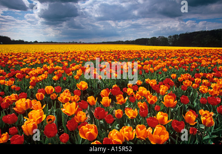 Tulipes en pleine floraison Norfolk UK Banque D'Images