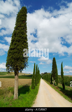 Villa Vineyard et cypress tree entrée bordée d près de Colle di Val d'Elsa Toscane Italie Europe de l'UE Banque D'Images