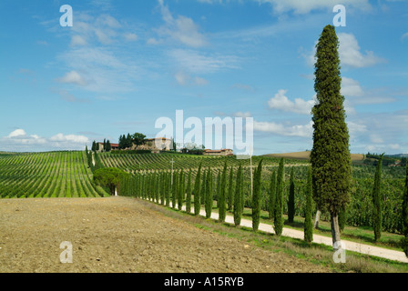 Villa Vineyard et cypress tree entrée bordée d près de Colle di Val d'Elsa Toscane Italie Europe de l'UE Banque D'Images