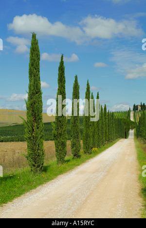 Villa Vineyard et cypress tree entrée bordée d près de Colle di Val d'Elsa Toscane Italie Europe de l'UE Banque D'Images