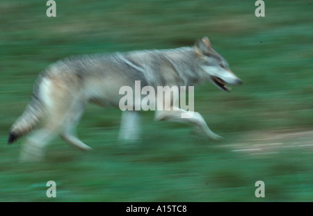 Loup gris eurasien Canis lupus en cours d'exécution Banque D'Images
