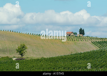 Rangées de vignes dans le vignoble du Chianti Toscane Italie Centrale Europe de l'UE Banque D'Images