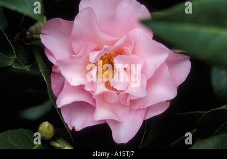 Camellia x williamsii MONICA DANCE Banque D'Images