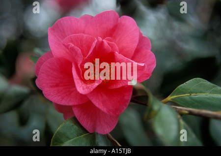 Camellia x williamsii MONICA DANCE Banque D'Images