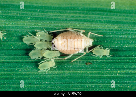 Puceron de grain de rose Metropolophium dirhodum parasitisé et momifié par une guêpe Aphidius sp Banque D'Images