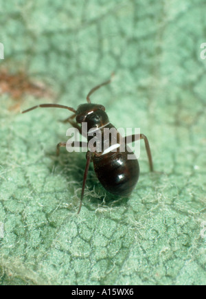 Peplexus capside Pilophorus prédateur des pucerons et les fourmis imitent Banque D'Images