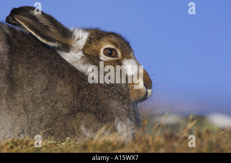 Lièvre, Lepus timidus, aka lièvre arctique. Banque D'Images