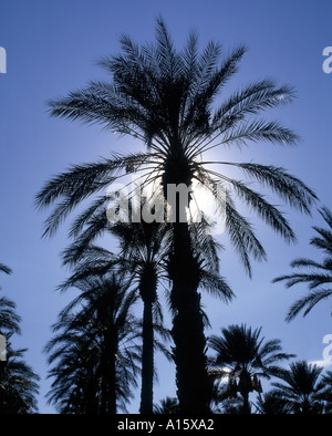 USA Californie Palm Springs-Date palms dans une plantation Photo Rolf Adlercreutz Banque D'Images