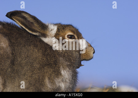 Lièvre, Lepus timidus, alias le lièvre arctique, le repos et les bâillements, sur le plateau de Cairngorm. Banque D'Images