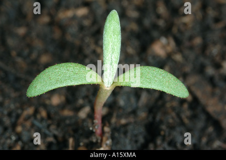 Persicaria lapathifolia persicaria, pâle, avec des semis cotylédons et de vraies feuilles émergentes Banque D'Images