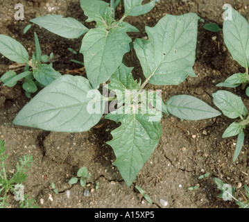 Jeune thorn apple Datura stramonium plante Grèce Banque D'Images