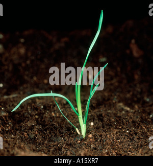 Meadow grass annuel Poa annua Plante des semis Banque D'Images