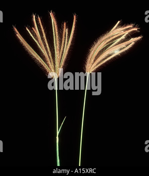 Chloris barbata herbe doigt enflé fleurs Banque D'Images