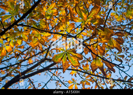 Close up horizontale d'un Marronnier Aesculus hippocastanum 'arbre' avec ses feuilles brunir dans le soleil d'automne Banque D'Images