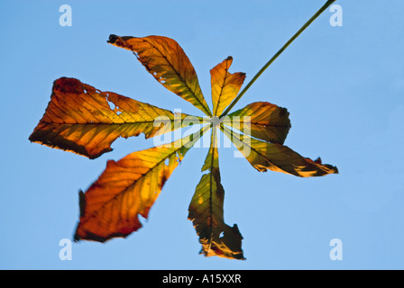 Close up horizontale d'un Marronnier Aesculus hippocastanum 'feuille' brunir contre un ciel bleu. Banque D'Images