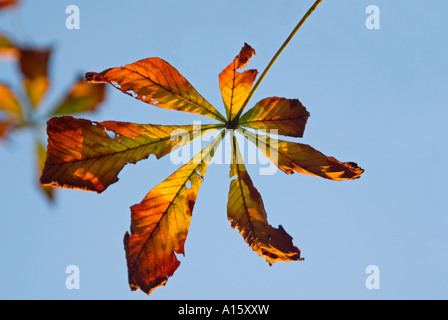 Close up horizontale d'un Marronnier Aesculus hippocastanum 'feuille' brunir contre un ciel bleu. Banque D'Images