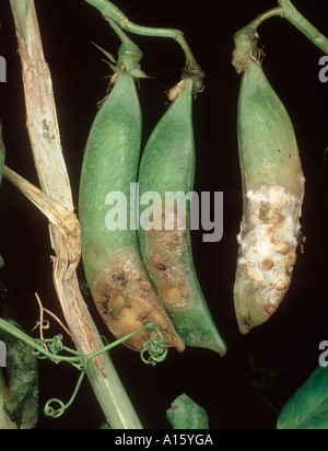 Pourriture de la tige Sclerotinia sclerotiorum sur les symptômes de la maladie d'un pea pod Banque D'Images