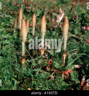 Horsetail commun (Equisetum arvense) non photosynthétique, spore-portante, tiges fertiles ou pousses sur un bord de route au printemps Banque D'Images