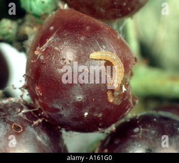 La tordeuse de la vigne européenne Lobesia botrana caterpillar sur raisin endommagé Banque D'Images