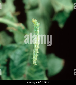 Les fruits d'été Tortrix Adoxophyes orana caterpillar suspendu de plum leaf par fil de soie Banque D'Images