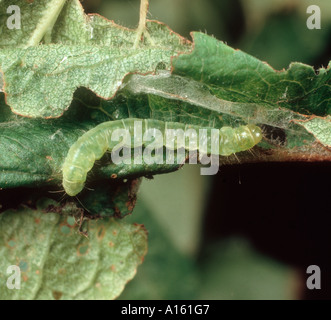 Les fruits d'été tortrix Adoxophyes orana caterpillar en enroulé à plum leaf Banque D'Images