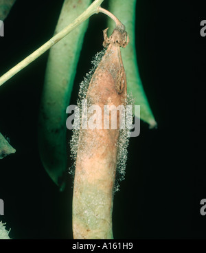 La moisissure grise Botrytis cinerea sur mycélium pod pois malades Banque D'Images