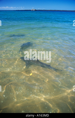 Tipped Reef Shark Feeding dans Triaeonodon ebesus Shallows Bartolome island Galapagos Banque D'Images