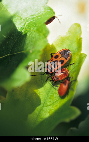 Groupe Firebug Pyrrhocoris apterus y compris les jeunes Banque D'Images