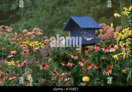 Mangeoire à oiseaux en bois peint en bleu avec de nombreux oiseaux, papillons et écureuil, tous intéressés par la nourriture dans un jardin de fleurs sauvages indigènes, États-Unis Banque D'Images