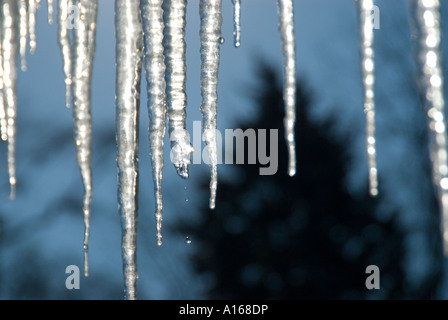 Icicle goutte-à-goutte. Goutte d'eau tombant de la fonte glaçon. Banque D'Images