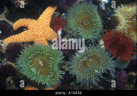 Jz1135. Cuvette de la vie marine, de l'océan Pacifique. L'ocre, le vert de l'étoile de mer anémones de mer les oursins rouges. Photo Copyright Brandon Cole Banque D'Images