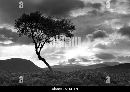 Coucher de soleil sur bruyères avec seul le bouleau verruqueux, Mar Lodge Estate, Braemar, parc national de Cairngorm, l'Ecosse UK Banque D'Images