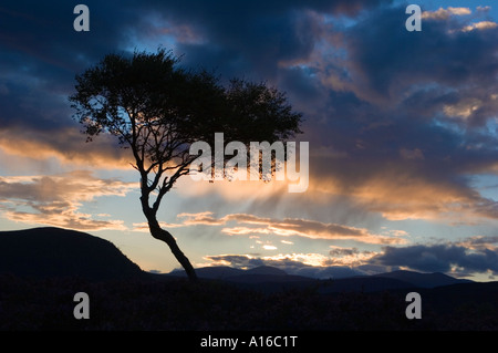 Coucher de soleil sur des landes de bruyère avec un seul bouleau argenté, Mar Lodge Estate, Braemar, parc national de Cairngorms, Écosse royaume-uni Banque D'Images