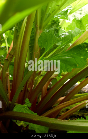 Vertical image de plus en plus de tiges de rhubarbe dans le jardin sur une journée ensoleillée. Banque D'Images