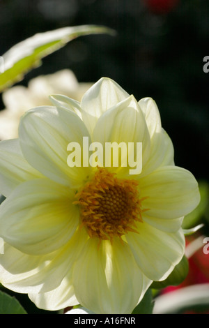 Blanc jaune fleur dahlia close up Banque D'Images