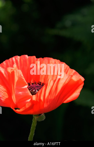 Fleur de pavot orange rouge sur fond sombre. Banque D'Images