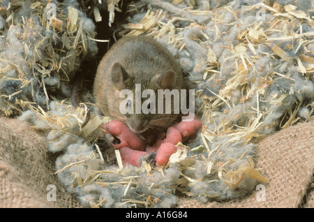 Souris Mus musculus avec de jeunes dans des jardiniers de rempotage Banque D'Images