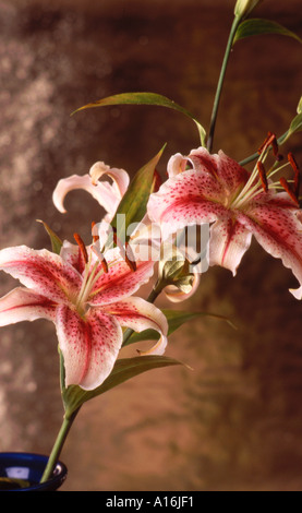 Lys Oriental - Stargazer Stargazer Lilium Banque D'Images