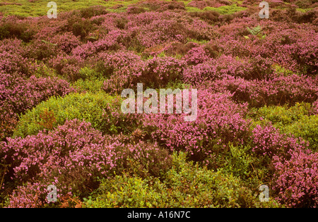 Purple Heather et whinberry ou airelle sur le long Mynd, Shropshire Banque D'Images