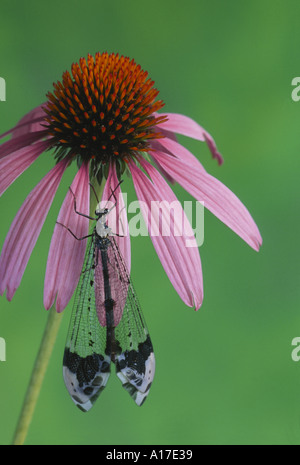 Antlion (chrysope ou Myrmeleontidae) insecte sur l'échinacée, Missouri USA Banque D'Images